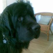 Newfoundlænder Samson