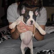 Fransk bulldog Tess