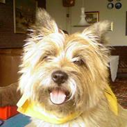 Cairn terrier Skipper
