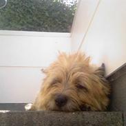 Cairn terrier Skipper