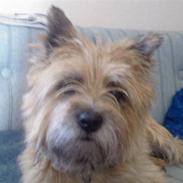 Cairn terrier Skipper
