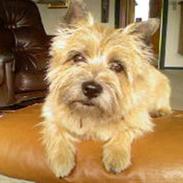 Cairn terrier Skipper