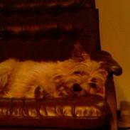 Cairn terrier Skipper