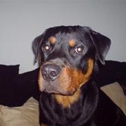 Rottweiler Rantzau