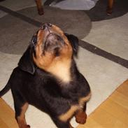Rottweiler Rantzau