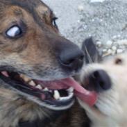 Golden retriever tyson