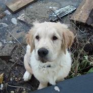 Golden retriever tyson