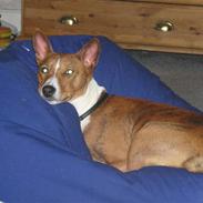 Basenji Tikko