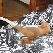 Basenji Tikko