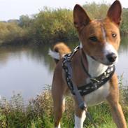 Basenji Tikko