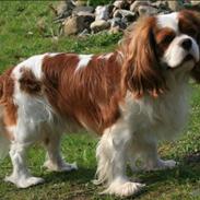 Cavalier king charles spaniel Popeye