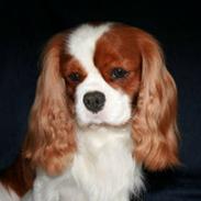 Cavalier king charles spaniel Popeye