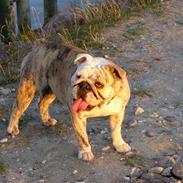 Engelsk bulldog Norma