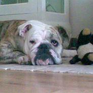 Engelsk bulldog Norma