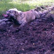 Engelsk bulldog Norma