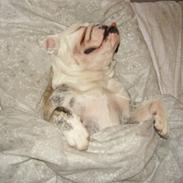 Engelsk bulldog Norma