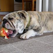 Engelsk bulldog Norma