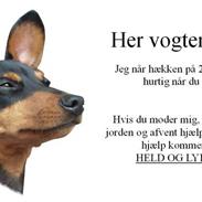 Dvaergpinscher Jago