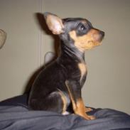 Dvaergpinscher Jago