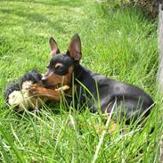 Dvaergpinscher Jago