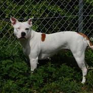 Amerikansk staffordshire terrier kaya