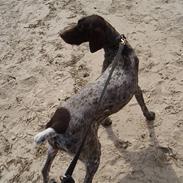 Korthåret hønsehund Zenta