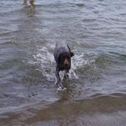 Korthåret hønsehund Zenta