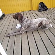 Korthåret hønsehund Zenta