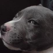 Staffordshire bull terrier (¯`´·.¸ Rocky ¸.·´´¯)