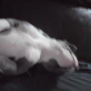 Staffordshire bull terrier (¯`´·.¸ Rocky ¸.·´´¯)
