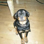 Blanding af racer Perle ( Desværre Solgt)