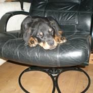 Blanding af racer Perle ( Desværre Solgt)