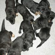 Blanding af racer Perle ( Desværre Solgt)