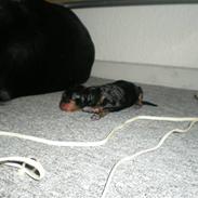 Blanding af racer Perle ( Desværre Solgt)