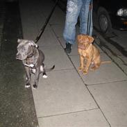 Amerikansk staffordshire terrier Diablo