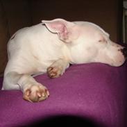 Amerikansk staffordshire terrier kaya