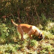 Cane corso Frodo