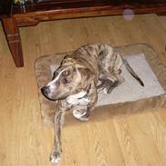 Amerikansk staffordshire terrier Tiger