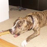 Amerikansk staffordshire terrier Tiger