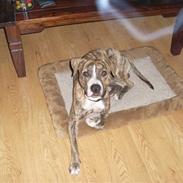 Amerikansk staffordshire terrier Tiger