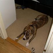 Amerikansk staffordshire terrier Tiger