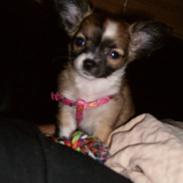 Chihuahua Sika