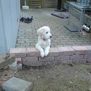 Golden retriever Nala