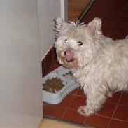 West highland white terrier Mille