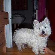 West highland white terrier Mille