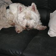 West highland white terrier Mille
