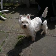 West highland white terrier Mille