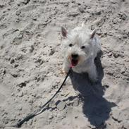 West highland white terrier Mille
