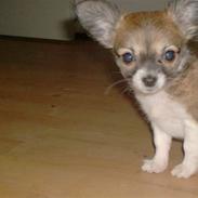Chihuahua Daisey