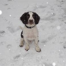 Engelsk springer spaniel Sprinkler <3